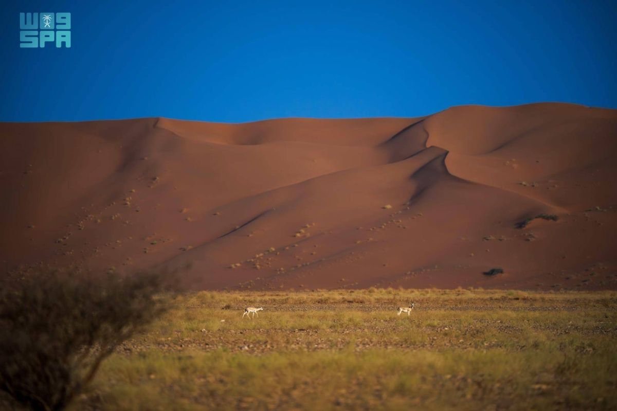 تسجيل محمية عروق بني معارض في القائمة الخضراء للاتحاد الدولي لحماية الطبيعة