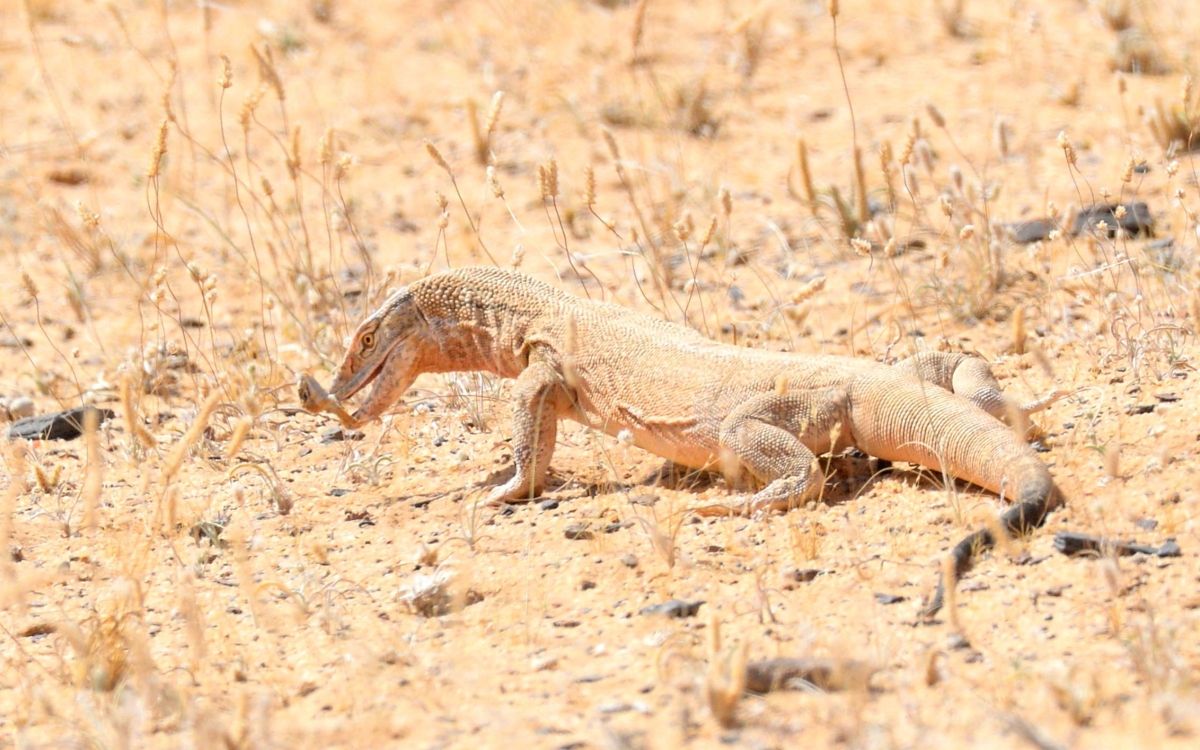 "الورل الصحراوي" أكبر السحالي حجماً ومن بين أكثر الزواحف تأثيرًا في التوازن البيئي الصحراوي في محمية الملك سلمان الملكية 