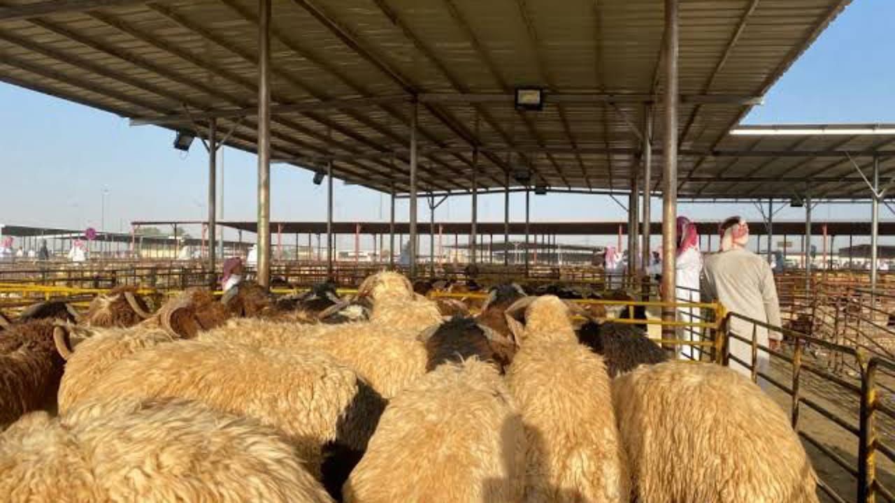 بدء تطبيق بيع المواشي الحية بالوزن في الأسواق .. فيديو