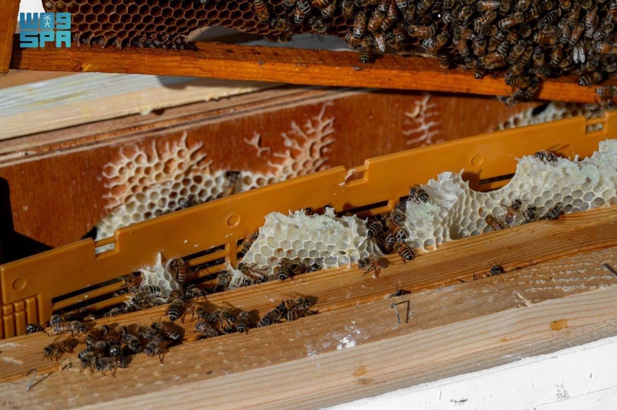 محمية الإمام تركي الملكية تعلن انطلاق مرحلة السدر ضمن موسم النحالين