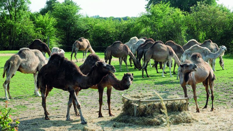 الامارات | حليب الإبل العربي مادة أولية في صناعة الأجبان الفرنسية