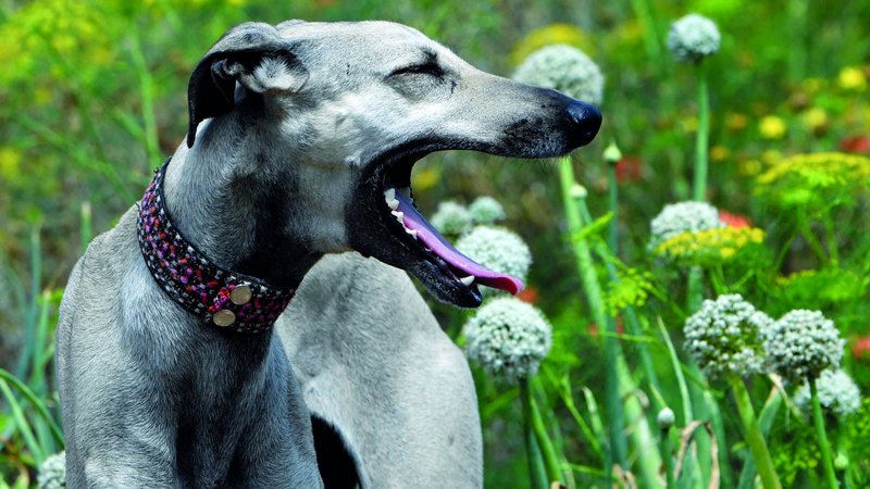 الامارات | السلوقي التونسية «سلالة نبيلة» مهددة بالتهجين