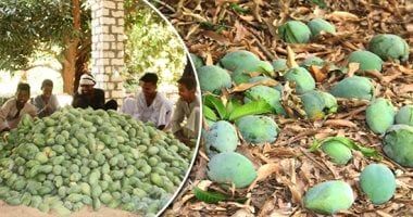 جوهرة الزراعة الاستوائية.. ما لا تعرفه عن محصول المانجو