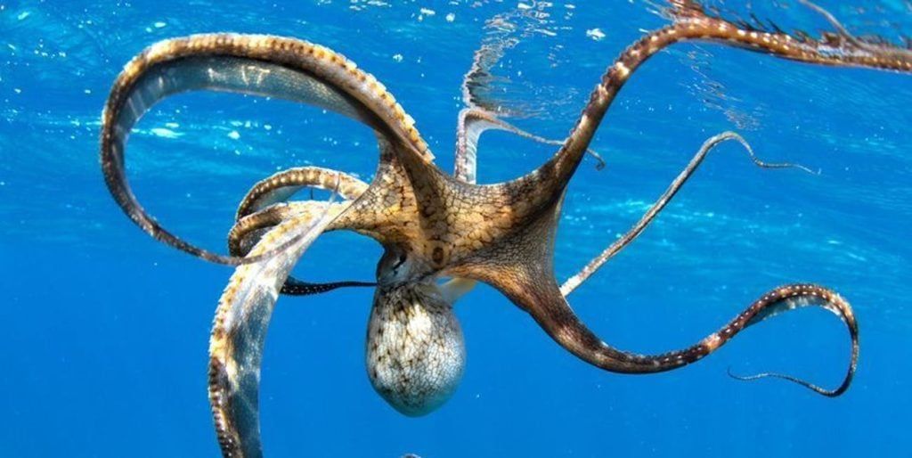 تكنولوجيا: اكتشاف أحفورة حبار عتيق عمرها 100 مليون عام عاش فى المحيطات المفتوحة