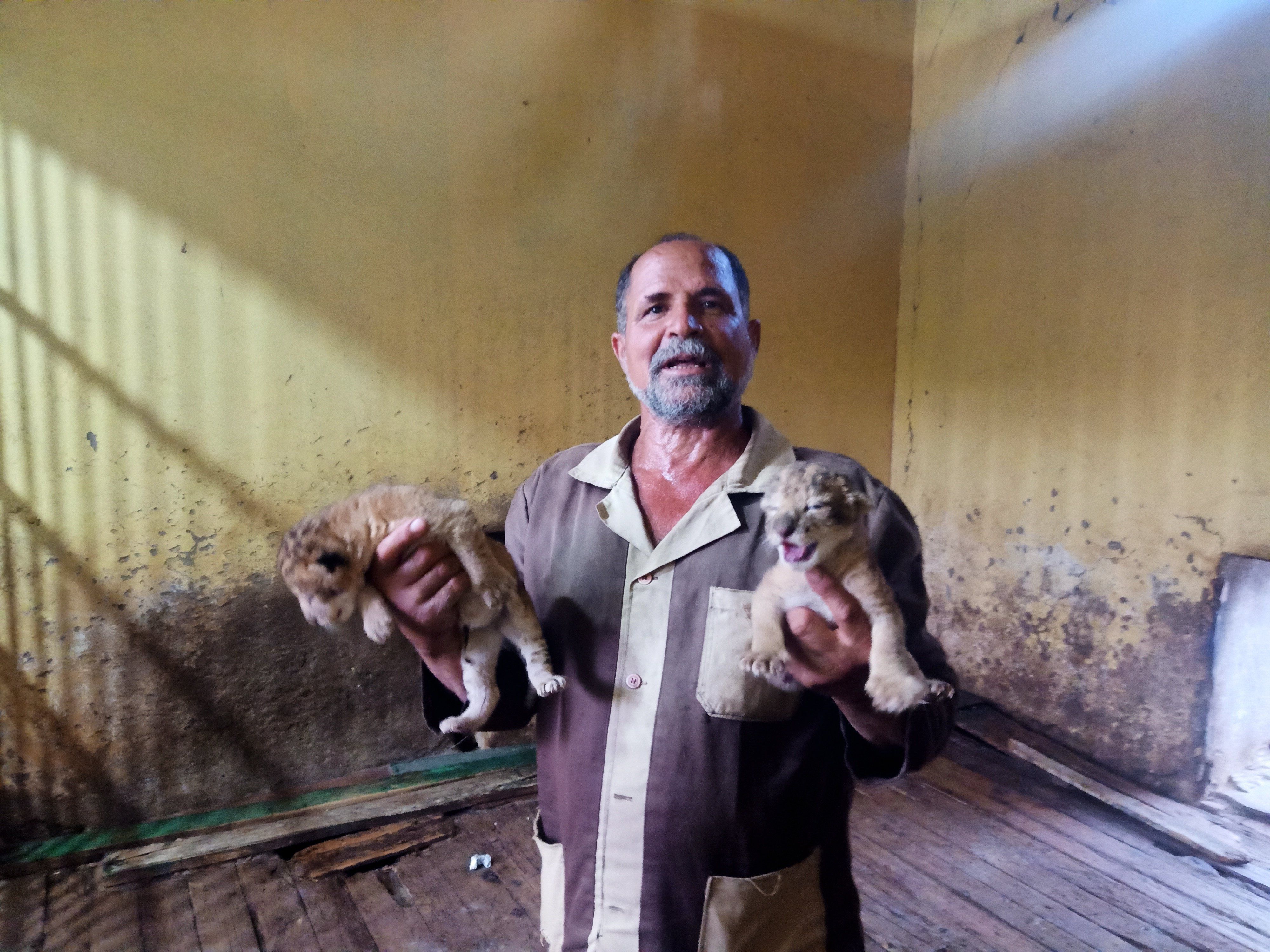 مولودين من 48 ساعة.. مسعد ويحيى أصغر أسدين فى حديقة حيوان بنى سويف "فيديو"