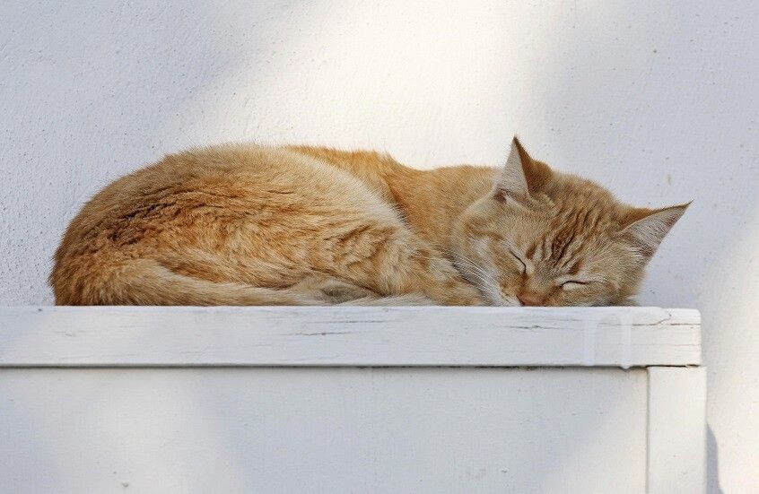 الامارات | علماء من 5 دول تفرغوا لمراقبتها .. لماذا تنام القطط على جانبها الأيسر؟