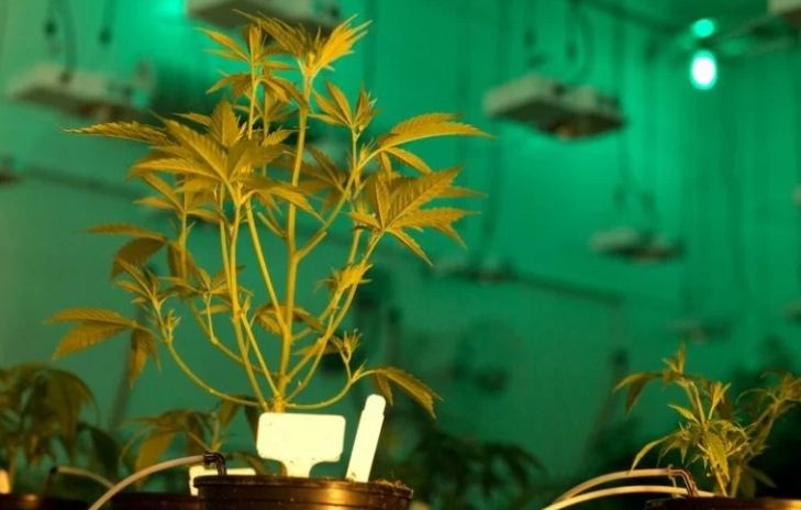 الامارات | السجن المؤبد لكويتي زرع الماريغوانا داخل شقته وحوّل أرباحه إلى ذهب