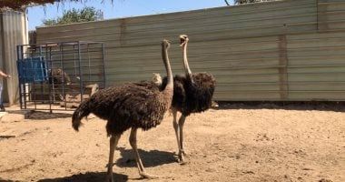 تعرف على كيفية الاستفادة الاقتصادية من النعام