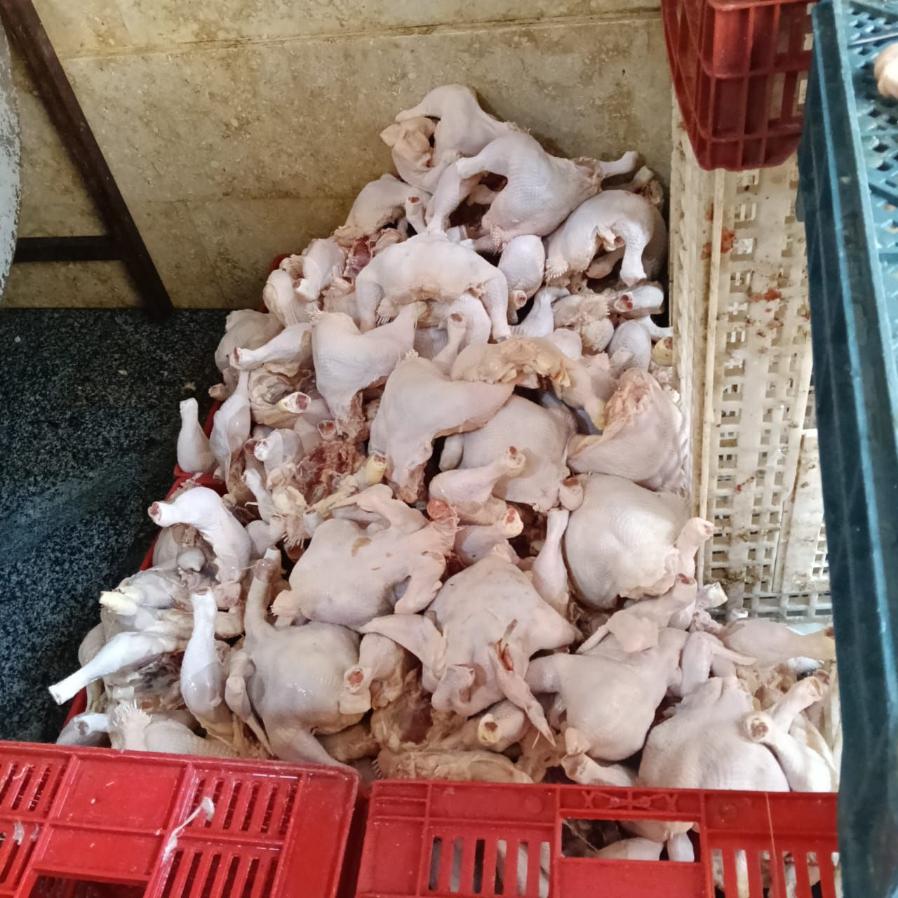 "الزراعة": ضبط 122 طنًا من اللحوم الفاسدة وتحرير 1553 محضرًا خلال يونيو