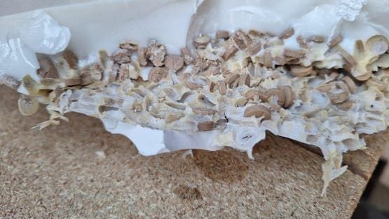 الخليج اليوم .. تنسيق سعودي- لبناني يحبط تهريب 5 ملايين قرص إمفيتامين