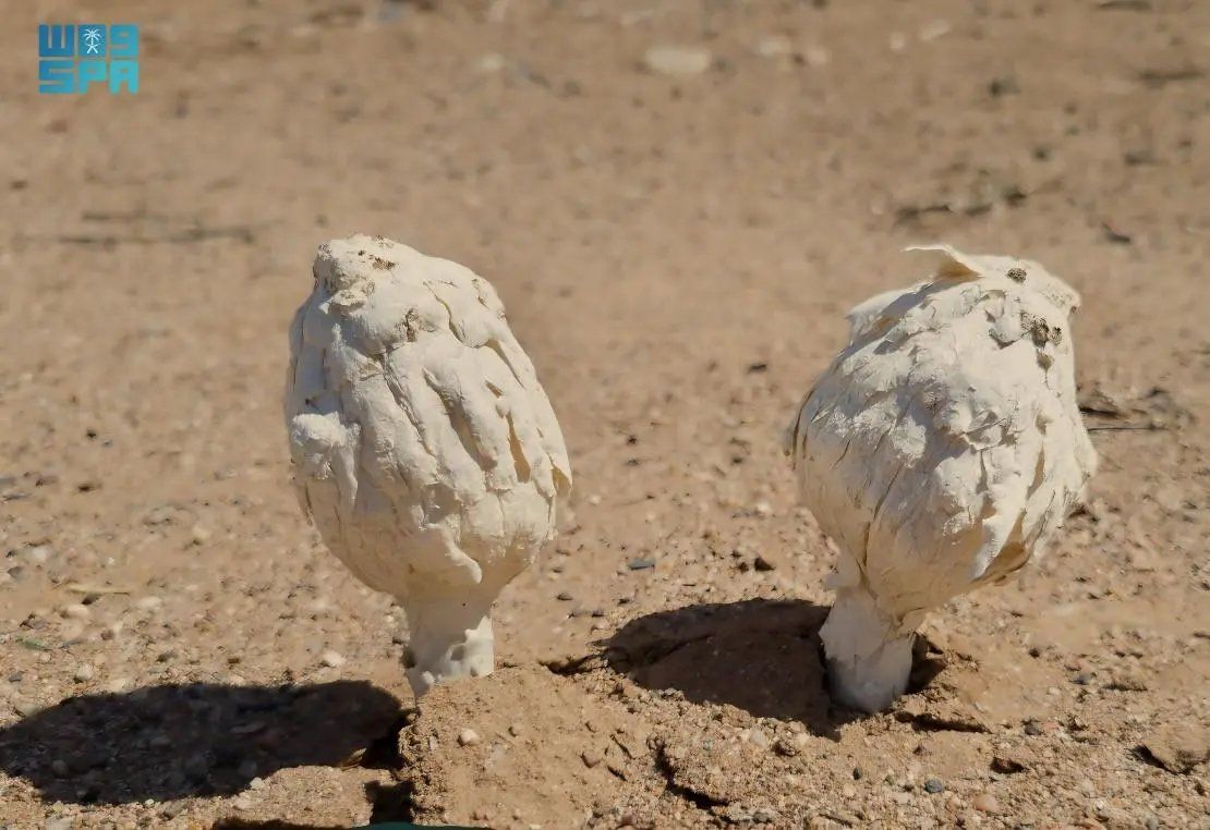 السعودية | “البرنوق”.. نبتة فطرية موسمية تميز البيئة الصحراوية في محافظة العُلا