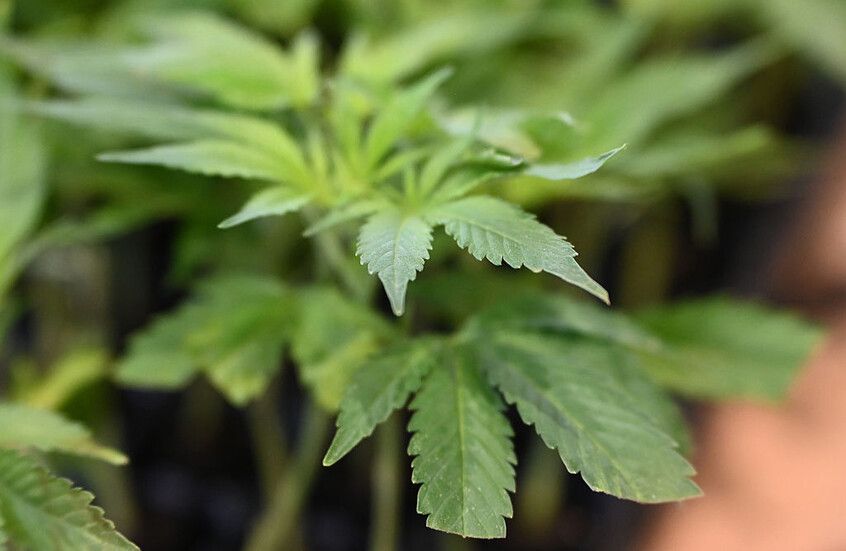 الخليج اليوم .. السجن المؤبد لكويتي زرع الماريغوانا داخل شقته وحول أرباحه إلى ذهب