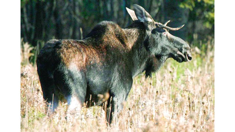 الامارات | موظ تائه وسط استوكهولم.. والنهاية تعيسة