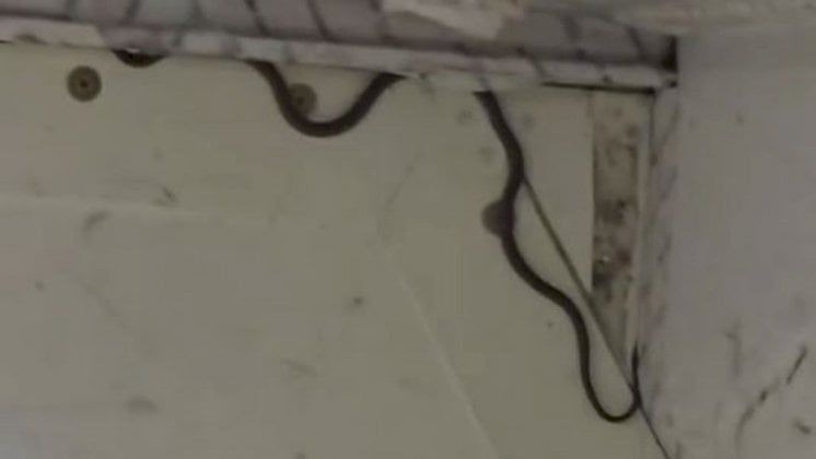 وكيف حطّ هذا الثعبان على متن طائرة "فيرجن"؟