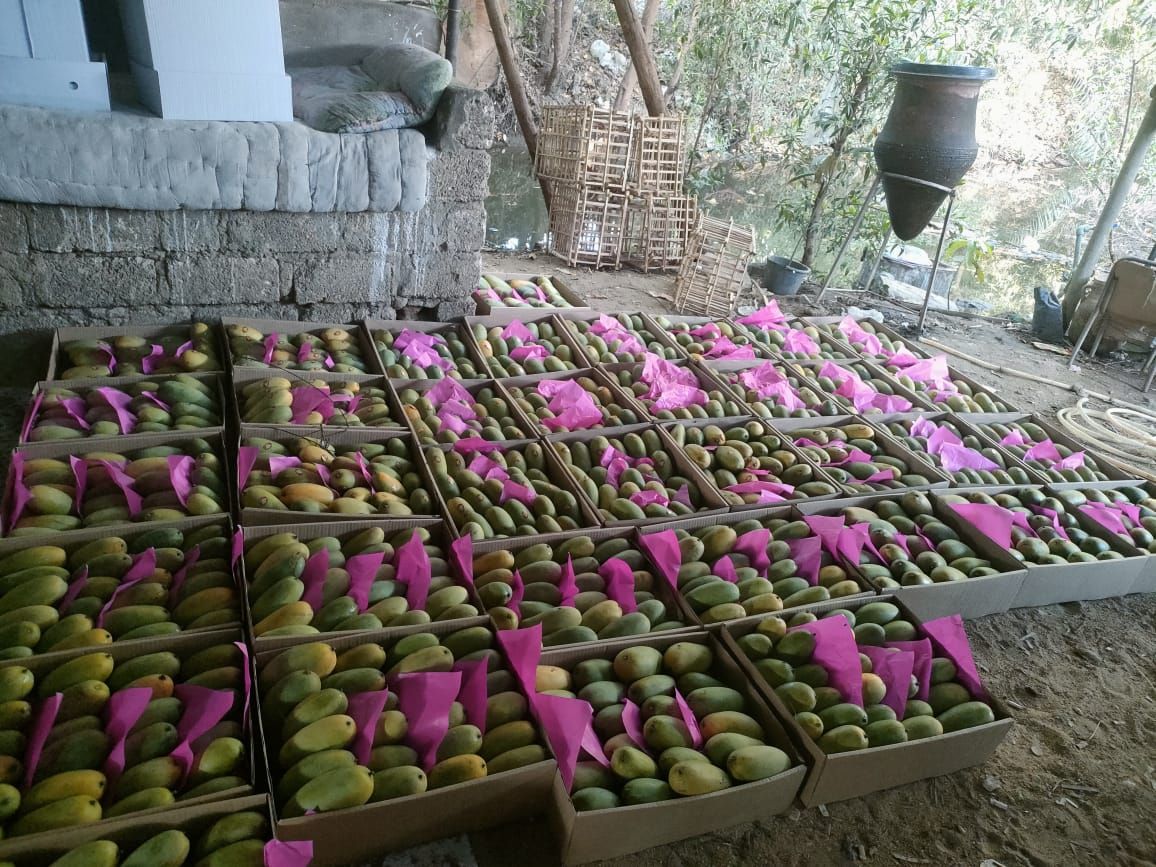 بشاير المانجا.. فاكهة الصيف تبدأ غزو الأسواق من الأقصر.. صور