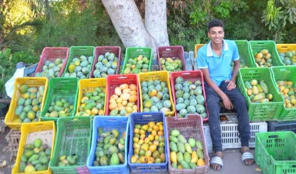 بشاير المانجا.. فاكهة الصيف تبدأ غزو الأسواق من الأقصر.. صور
