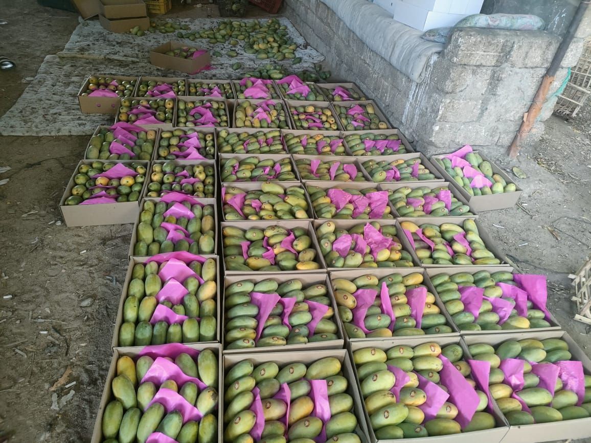 بشاير المانجا.. فاكهة الصيف تبدأ غزو الأسواق من الأقصر.. صور