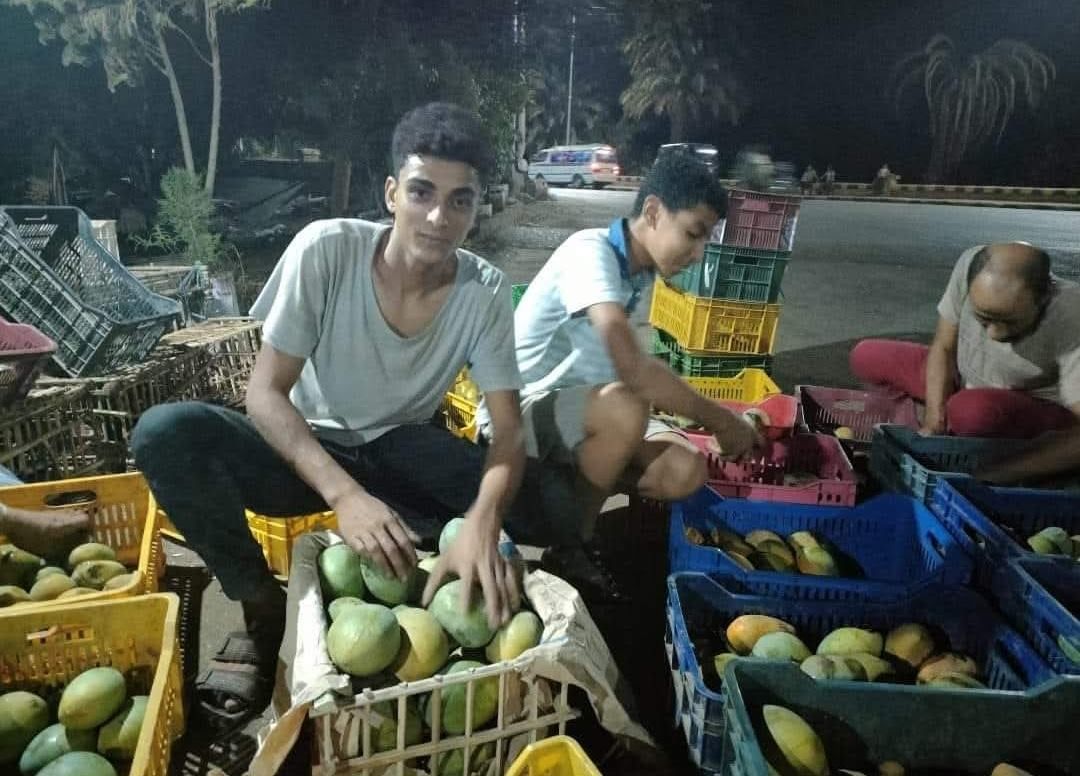 بشاير المانجا.. فاكهة الصيف تبدأ غزو الأسواق من الأقصر.. صور