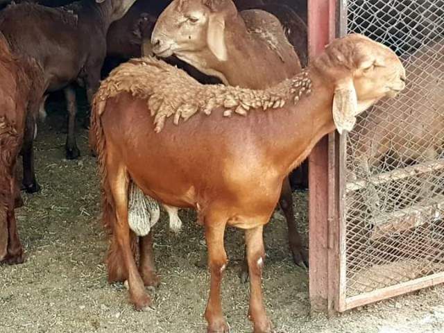عرفتك مستشار مع الحاكم لأنك مابتعرِف الفَرِقْ بين التّيْس والخروف !!