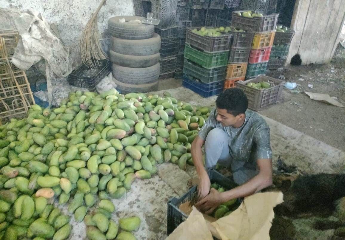 بشاير المانجا.. فاكهة الصيف تبدأ غزو الأسواق من الأقصر.. صور