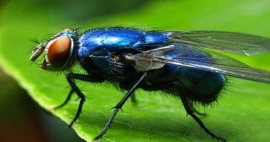 الذباب يثير الذعر فى إسرائيل.. سكان حيفا المحتلة يهربون من منازلهم