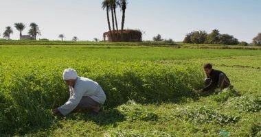 الزراعة المصرية فى مواجهة التحديات.. تعرف على التفاصيل