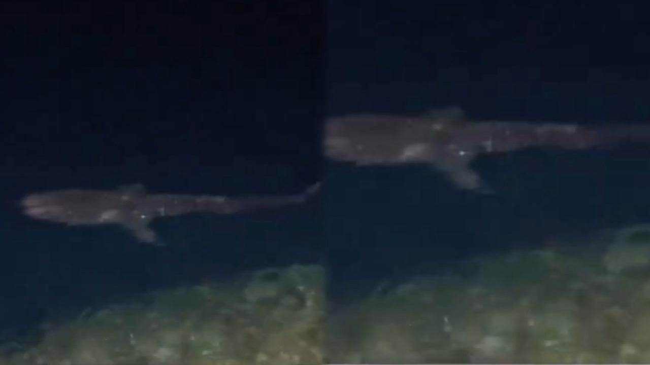 ظهور قرش النمر بطول 7 أمتار في سواحل جدة..فيديو