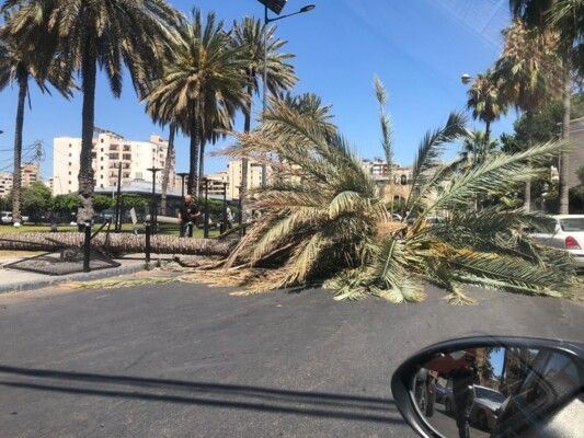 النشرة: سقوط شجرة معمرة قرب جامع الشهداء وسط صيدا