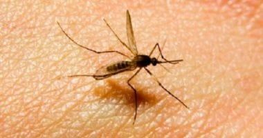 وزارة الصحة توجه 5 نصائح هامة لمنع انتشار البعوض في المنازل