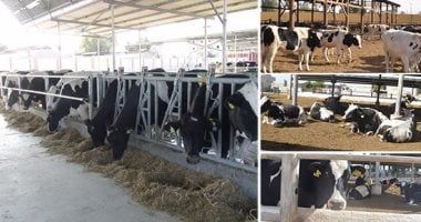 وزارة الزراعة: إجراء التلقيح الصناعي لأكثر من 35 ألف رأس ماشية