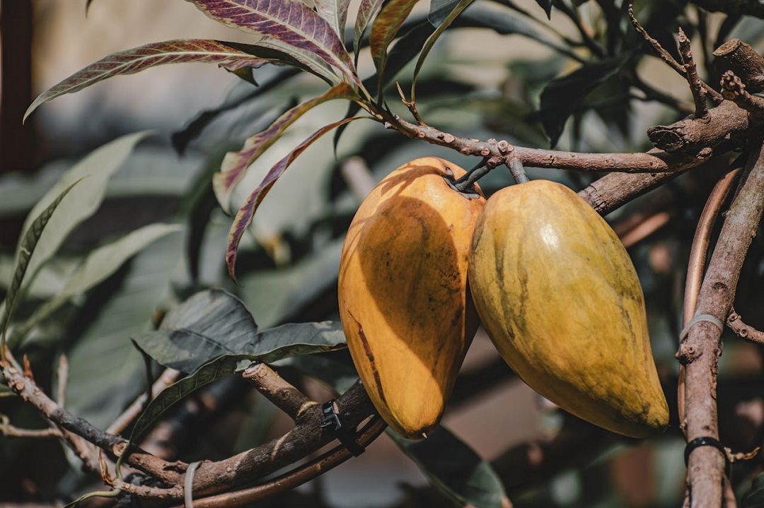 بمناسبة اليوم العالمي للشوكولاتة.. تجربتي مع طفلتي المُحبة لها