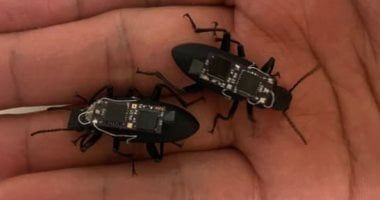 تكنولوجيا: خنافس بشرائح إلكترونية للبحث عن الناجين من الكوارث بأستراليا.. فيديو