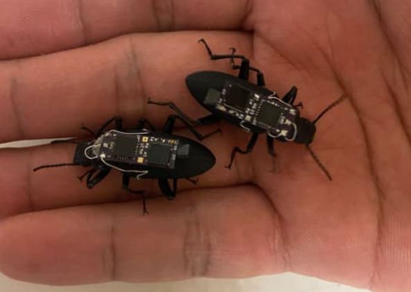 تكنولوجيا: خنافس بشرائح إلكترونية للبحث عن الناجين من الكوارث بأستراليا.. فيديو