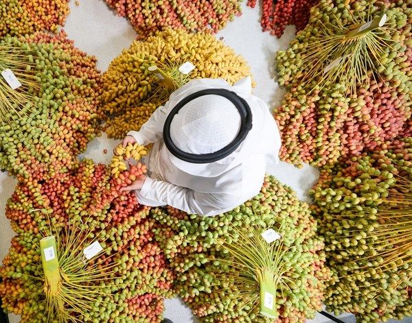 7 أصناف متميزة تتنافس على جوائز "ليوا للرطب"