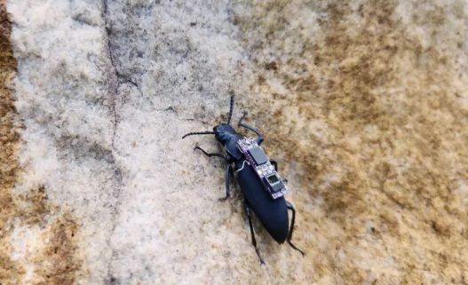 الامارات | "صراصير صناعية" تُوَجَّه بالريموت تبحث عن الضحايا تحت الركام