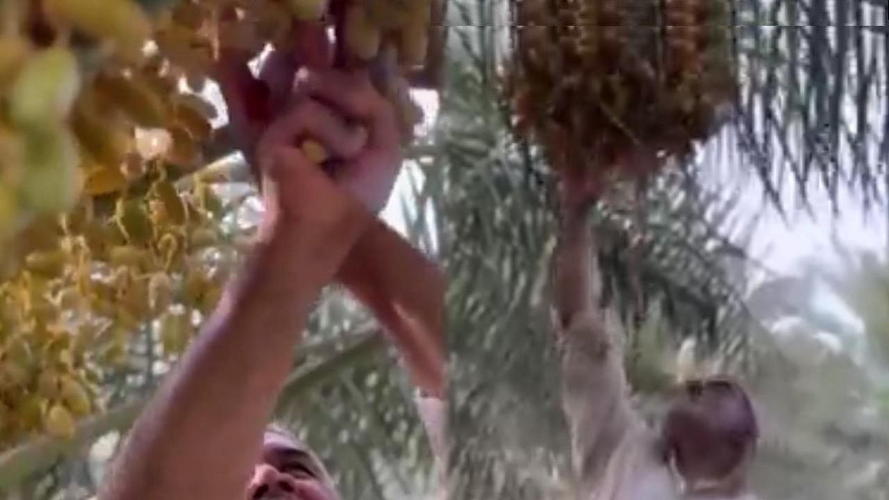 مزارعو الأحساء يستعدون لضخ إنتاجهم من الرطب للأسواق.. فيديو