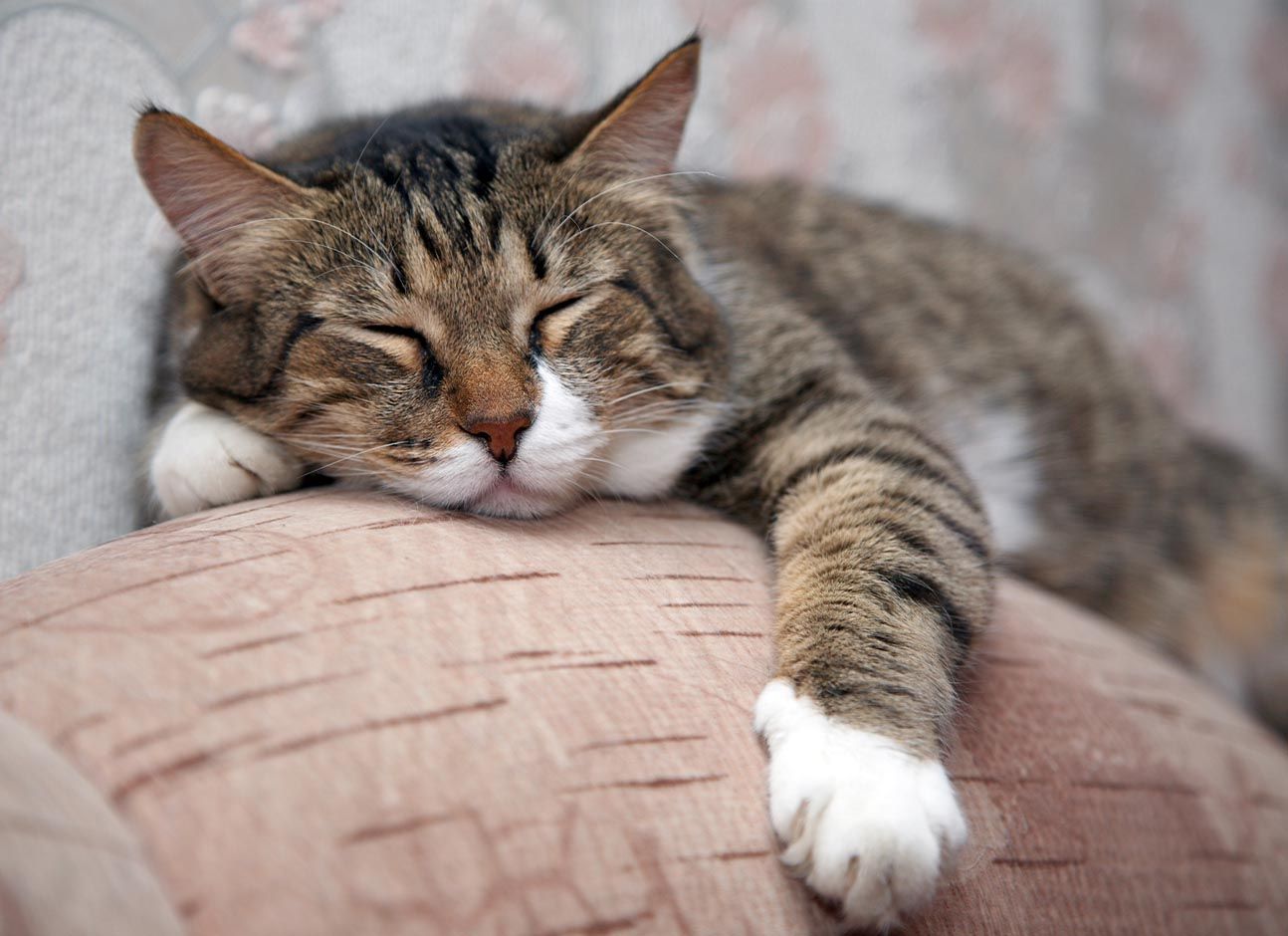 الامارات | صيني يوصي بكامل أملاكه لقطته .. ويبحث عن وصي يدير لها ثروتها