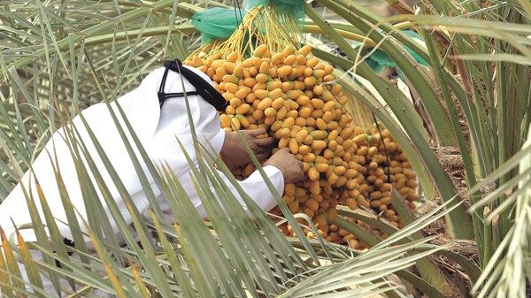 «الزراعة والسلامة الغذائية» و«تدوير» وشرطة أبوظبي تشارك في «ليوا للرطب»