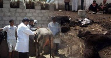 انطلاق الحملة القومية للتحصين ضد أمراض الحمى القلاعية والوادى المتصدع بالجيزة