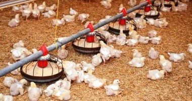 باحثة: نجاح تربية الدواجن يعتمد على التغذية السليمة والمعلومات الدقيقة