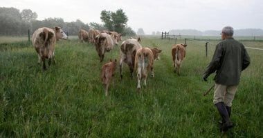 أبقار إسرائيل تثير المخاوف بعد إطلاقها بشكل عشوائي بالأراضى اللبنانية.. فيديو