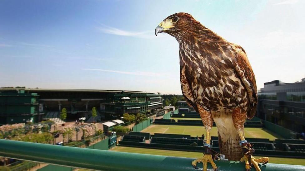 ويمبلدون: بطولة كرة المضرب العريقة المقترنة بحلوى "الفراولة بالكريمة" الشهية