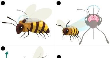 تكنولوجيا: النحل الآلى أحدث تقنية صينية فى حروب التكنولوجيا.. تستخدم فى مهام تجسس سرية