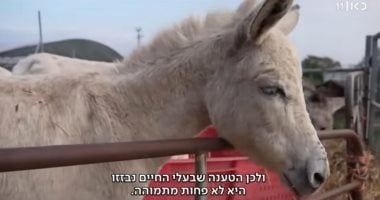 لصوص الحمير.. إسرائيل تسرق "حمير غزة" وتمنحها حق اللجوء في فرنسا.. صور