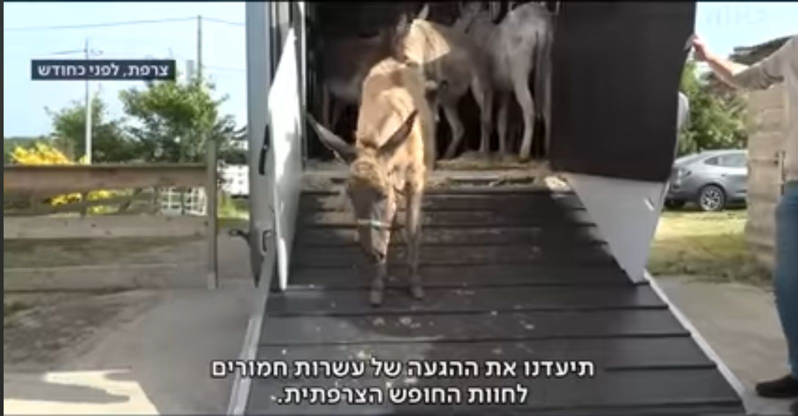 لصوص الحمير.. إسرائيل تسرق "حمير غزة" وتمنحها حق اللجوء في فرنسا.. صور