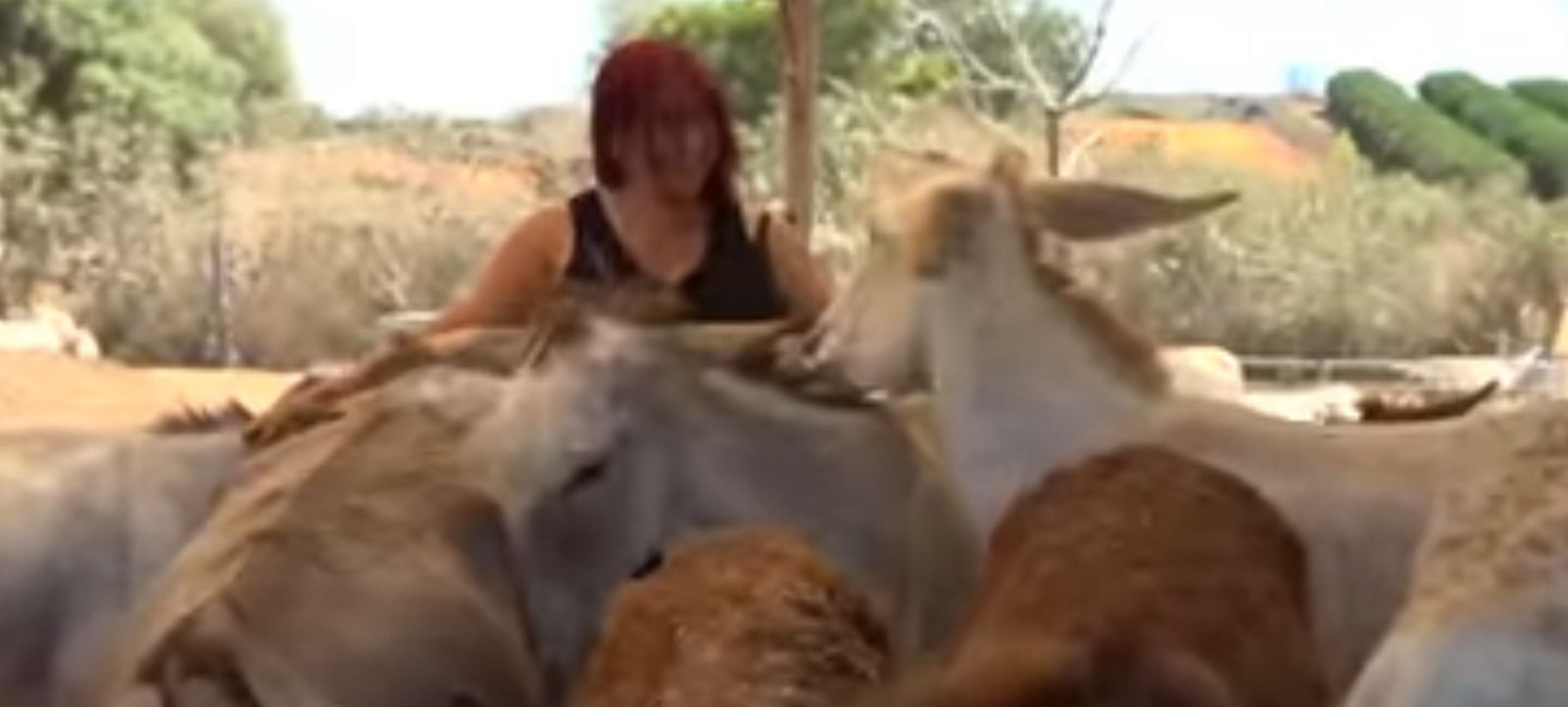 لصوص الحمير.. إسرائيل تسرق "حمير غزة" وتمنحها حق اللجوء في فرنسا.. صور