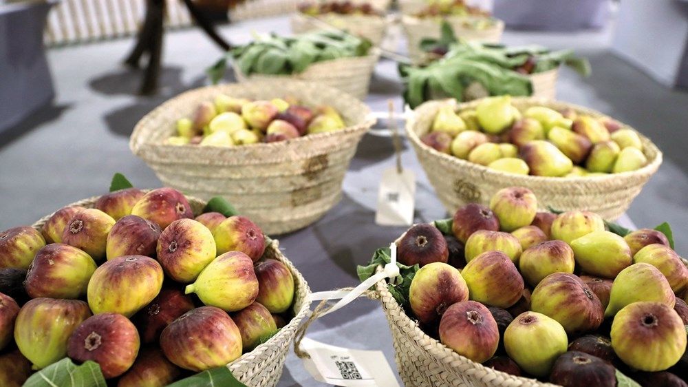 برعاية منصور بن زايد.. مهرجان «ليوا للرطب» ينطلق اليوم