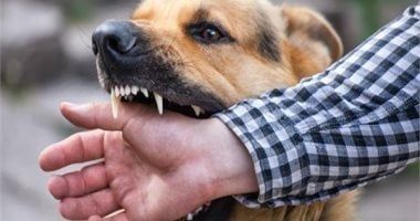متى يجب الحصول على لقاح داء الكلب .. علامات تحذيرية