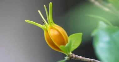 FDA توافق على صبغة طعام نباتية طبيعية باللون الأزرق