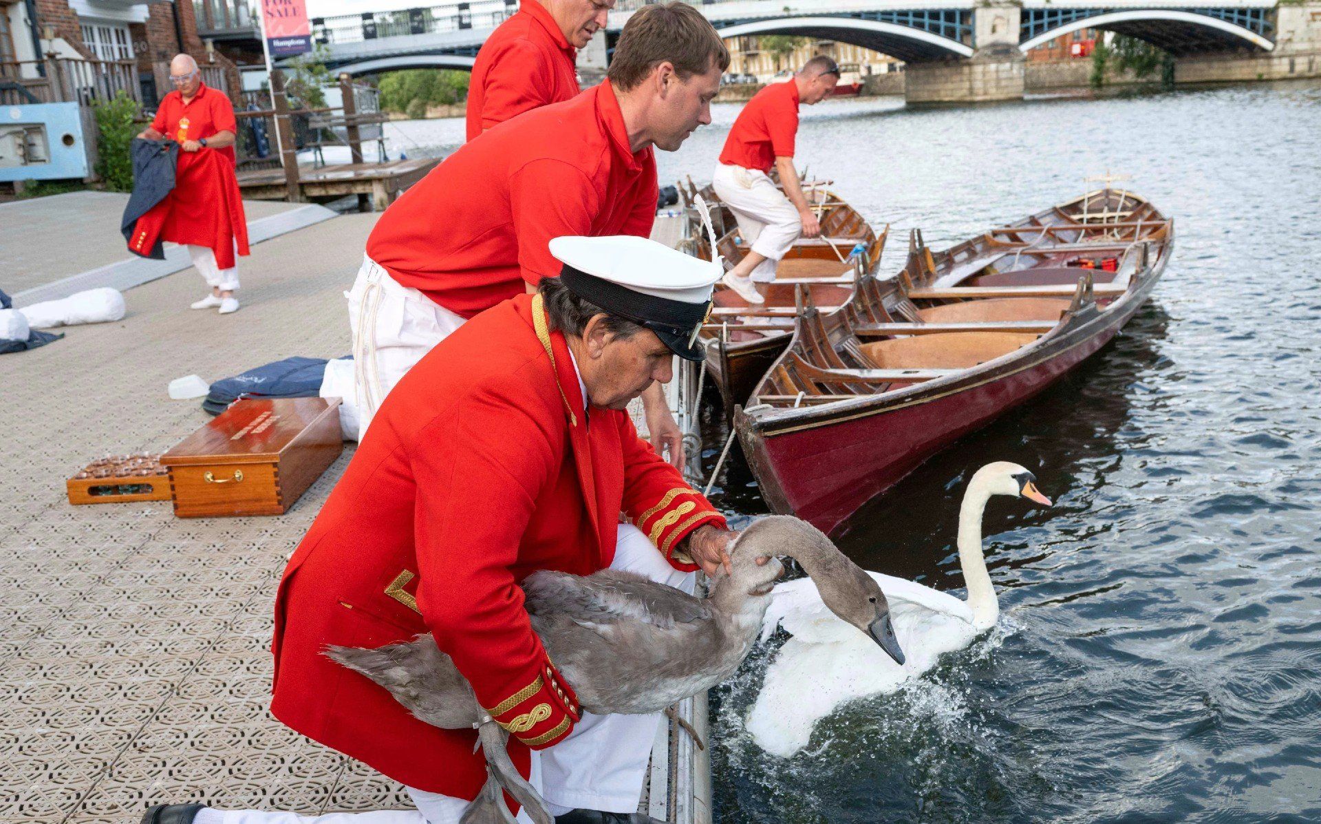 بدء التعداد السنوي لبجع الملك تشارلز الثالث